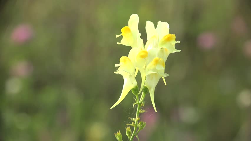 Yellow Flower in forest nature beauty flora green background, macro