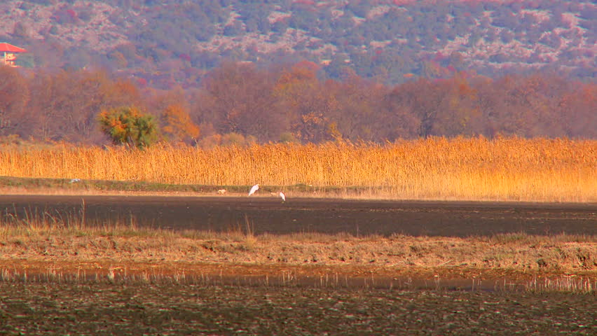 Great white pelicans looking for food in the dried up lake, zoom out shot