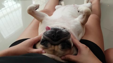 woman owner giving face massage to a cute puppy pug dog that sleep lie supine at her leg