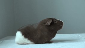 Pet Guinea pig on a neutral background. Spotted a funny animal. animals and nature at home