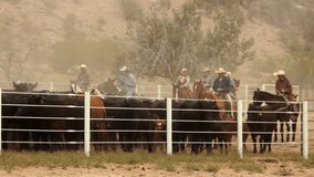 Cattle Driven into Corral 1 HD 30P 8s Mono: Cattle driven into large pen / corral by cowboys / vaqueros.