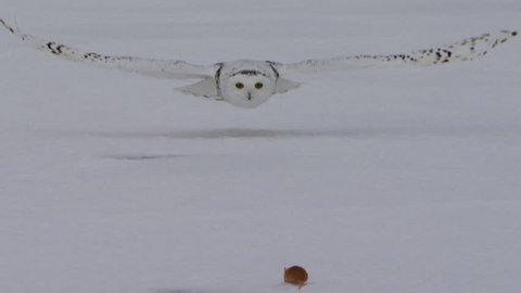 Snowy Owl head on flying at mouse and grabbing it in talons 