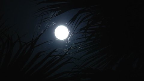 Moon time lapsed  behind palm tree at night