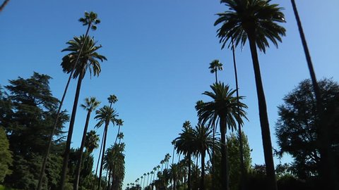 Palm Trees driving in real time