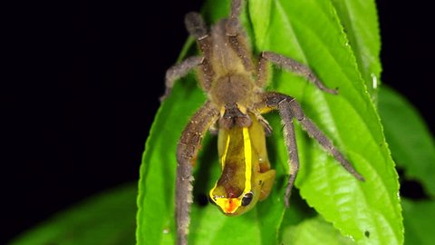 Venomous wandering spider (Phoneutria fera) feeding on a tree frog (Dendropsophus bifurcus) above a rainforest pool in Ecuador.