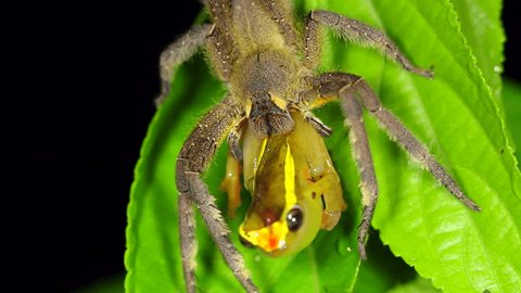 Venomous wandering spider (Phoneutria fera) feeding on a tree frog (Dendropsophus bifurcus) above a rainforest pool in Ecuador.