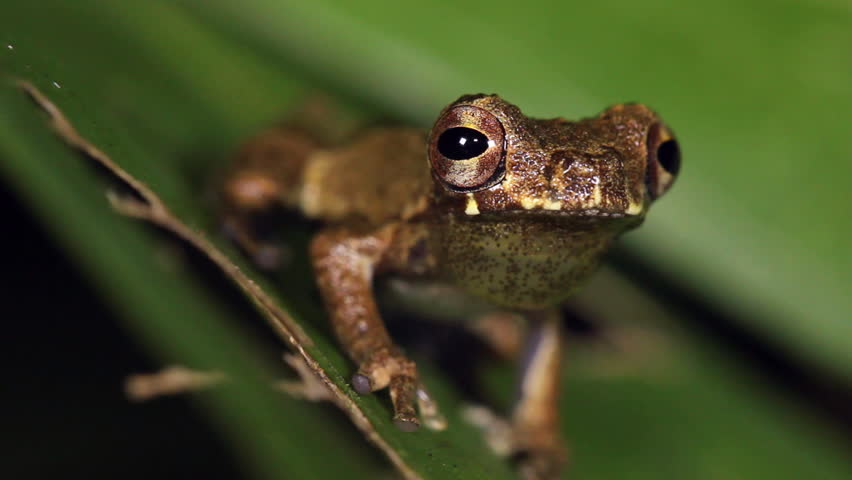 Short-headed Treefrog (Dendropsophus parviceps). Foot waving display directed at an intruding male