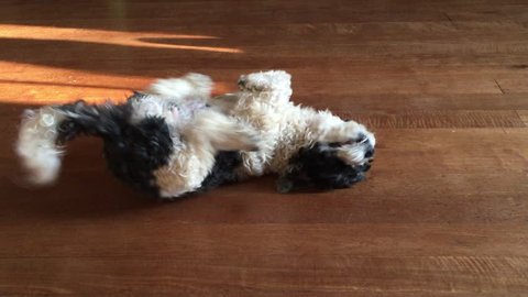 Shih Tzu dog happy because of dancing on wooden floor