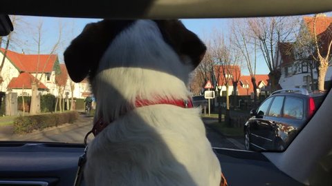KNOKKE, BELGIUM - DEC 5,2016 : Jack Russell dog take car tour in city