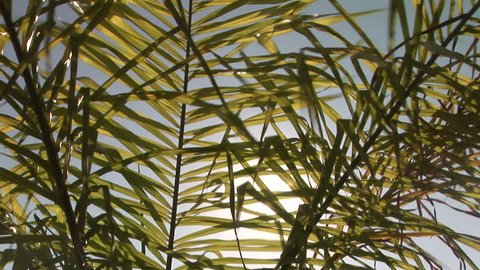 The sun's rays coming through a tropical plant in California.	 Format: NTSC HDV Compression: MotionJPEG-A Camera: Sony HVR-Z1U Size: 1080i (1920 x 1080) Sound: No