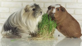 Beautiful Guinea pigs breed Golden American Crested and Coronet cavy eat germinated oats stock footage video