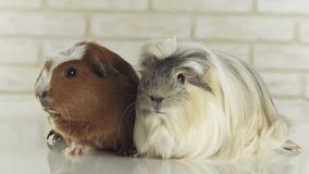 Beautiful guinea pigs breed Golden American Crested and Coronet cavy stock footage video