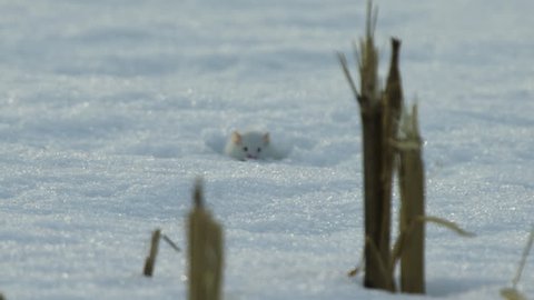 White mouse peeking out of hole in snow 