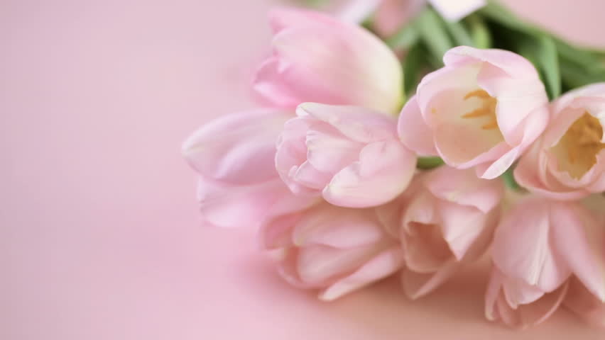 baby pink tulips