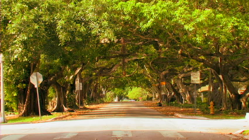 Tree-lined street