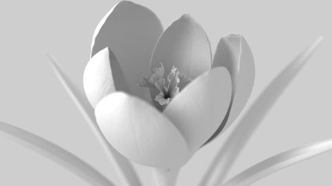 White Crocus Flower Blooming On White Background. 3D Animation. 