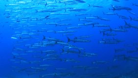 School of Barracuda fish in sea. Chevron Barracudas in Thailand