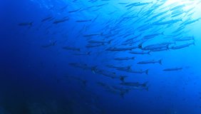 School of Barracuda fish in sea. Chevron Barracudas in Thailand