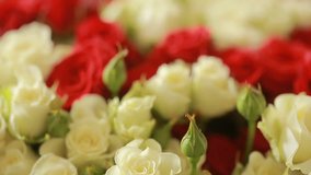 bright colorful bouquet of red and white roses, close-up