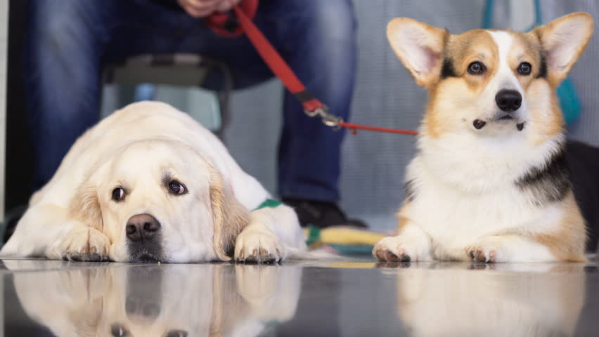 Golden retriever und corgi