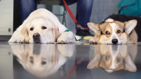 Image of golden retriever and welsh corgi lying and reflecting on glossy floor near the male owner and looking at camera closeup. Concept of friendship and warmth of closeness. Dog exhibition close up