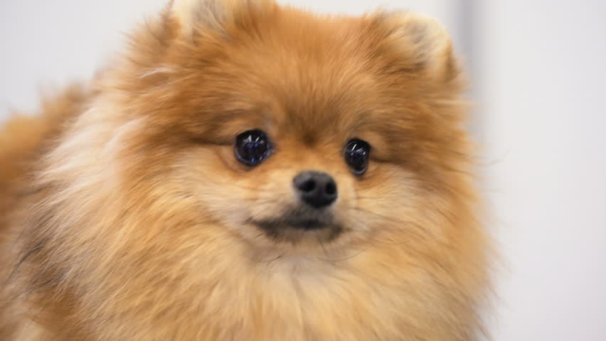 Image Pomeranian Japanese Spitz Shiny Expressive Stock Footage Video 100 Royalty Free Shutterstock
