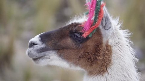 Portrait of a llama wearing yarn decorations on their ears, Peruvian Andean.