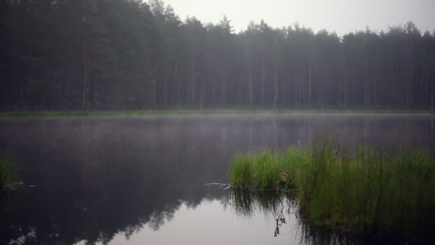 fog early in the morning on the lake in a pine forest