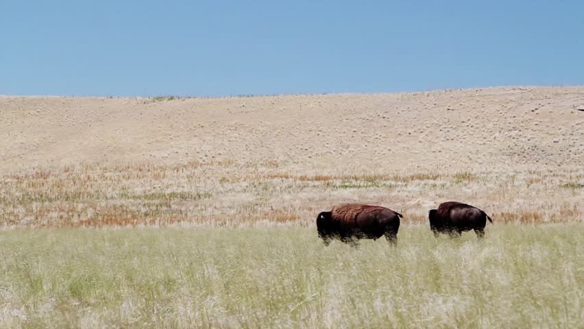 American Buffalo in the Grassy Plains of the Midwest