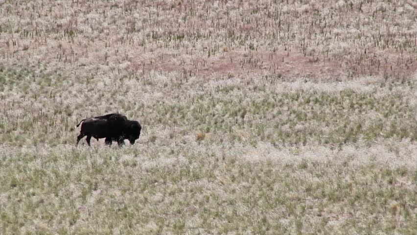 American Buffalo in the Grassy Plains of the Midwest