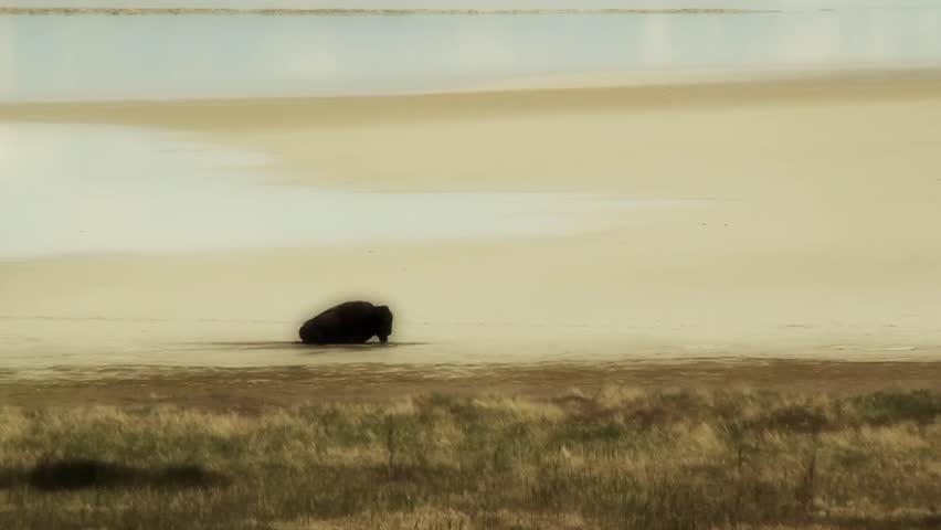 American Buffalo in the Desert 