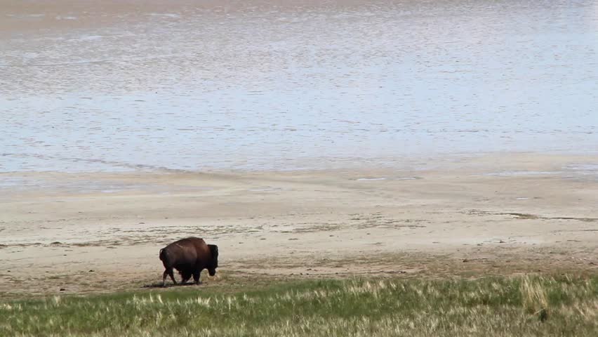 American Buffalo in the Desert 