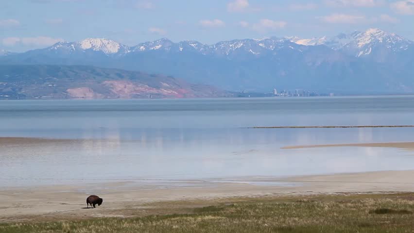 American Buffalo in the Desert 