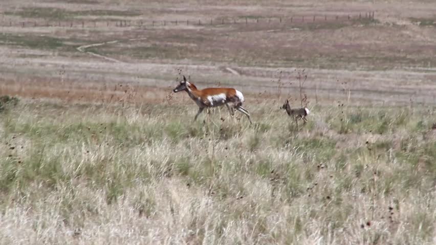 Mother Antelope and Newborn Calf in the Wild