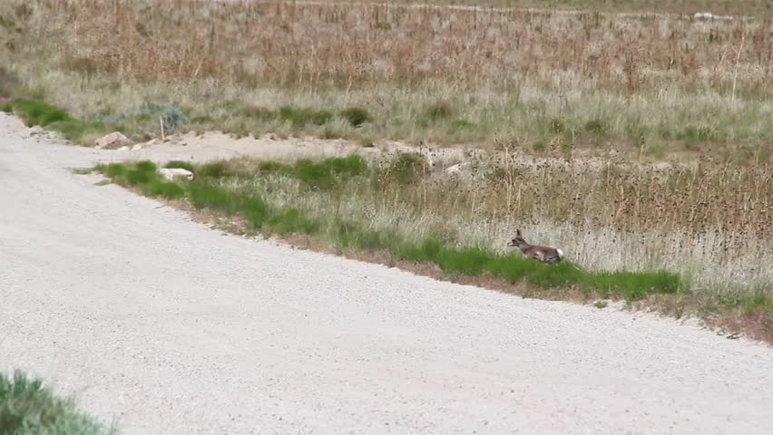 Newborn Antelope Calf Running on Dirt Road