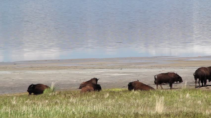Large Herd of American Buffalo Next to a Mountain Lake