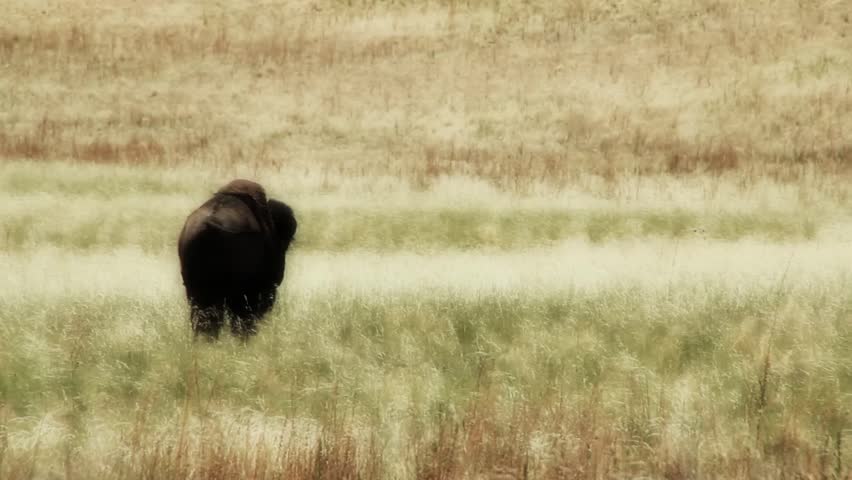 Large American Buffalo in the Plains of the Midwest