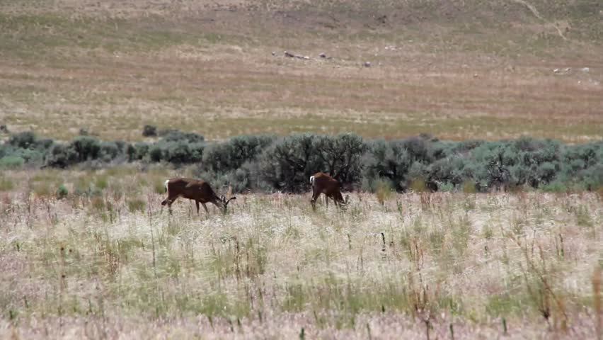 Two young bucks grazing in a field