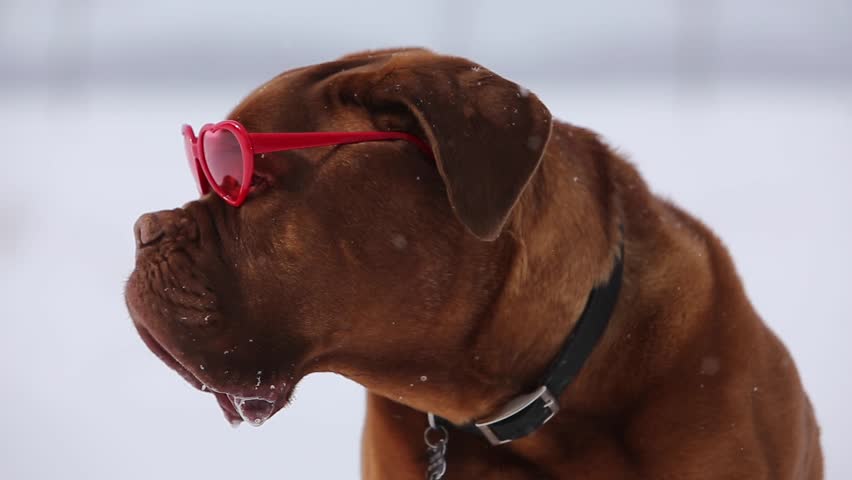 dogue de bordeaux with heart shaped valentine glasses out while it snows Royalty-Free Stock Footage #23920552