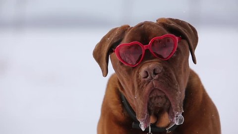 dogue de bordeaux with heart shaped valentine glasses out while it snows