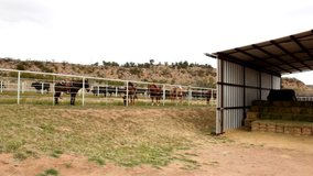 Wide Shot of Horses Tied to Fence by Hay Barn: Wide shot of horses tied to corral fence near hay barn.