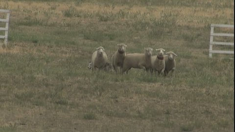 MEEKER, CO - CIRCA 2002: Sheep Dog herding to handler.