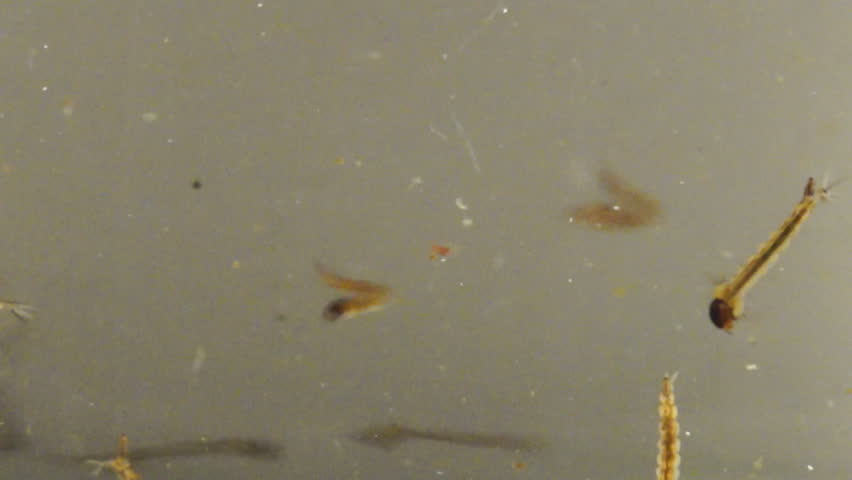 Asian Tiger Mosquito (Aedes albopictus) Larvae and Pupae in polluted water,