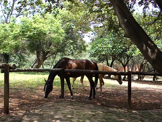 Horses grazing