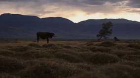 One Whit And Brown Cow Pasturing On Autumn Field With The Mountain Range On Background In The Evening