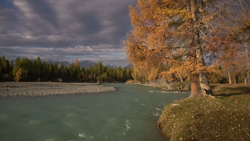 River Water Running Over Rapids With The Pine Forest On The Shore And Two Dogs Playing, Autumn Natural Landscape