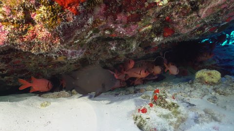 A school of squirrel fish hide under a rocky outcropping in clear tropical water.