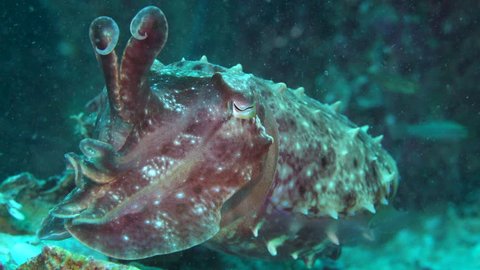 A large red cuttlefish hovers over a tropical wreck