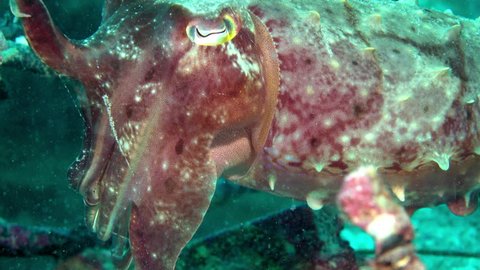 A large red cuttlefish looks at the camera as it hovers over a tropical wreck.