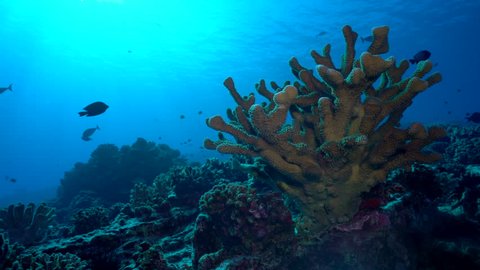 A large antler coral head grows from a rocky outcropping at tropical fish swim around in clear blue warm water.